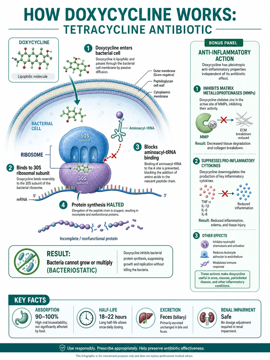 How Doxycycline Works
