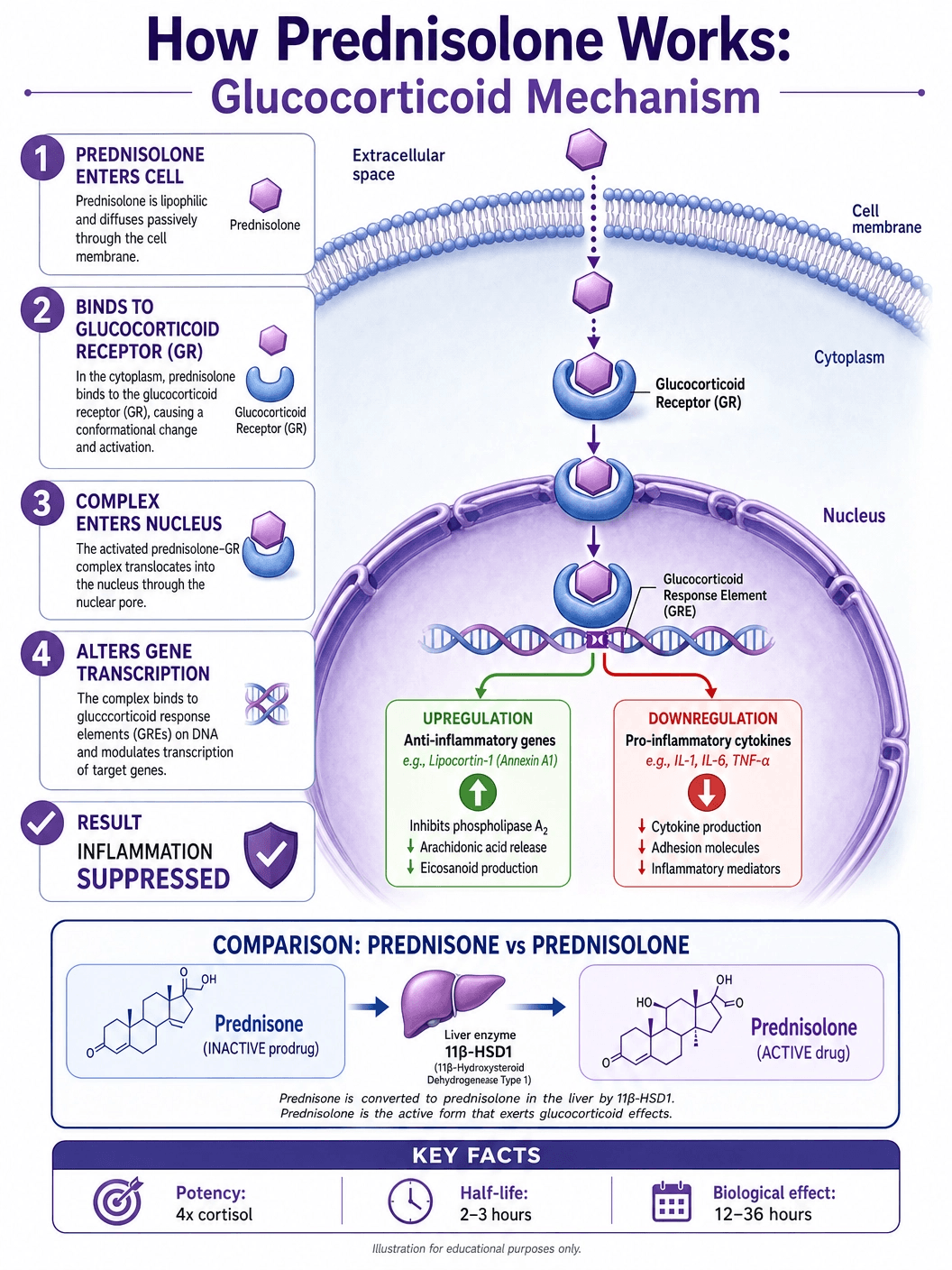 How Prednisolone Works