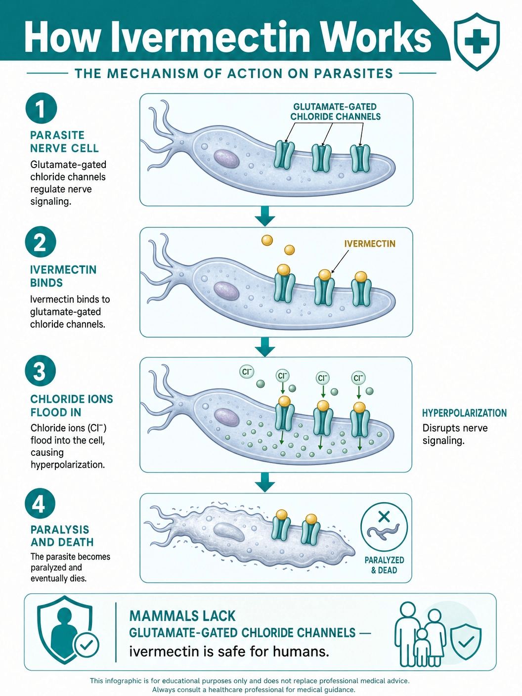Ivermectin Mechanism of Action on Parasites