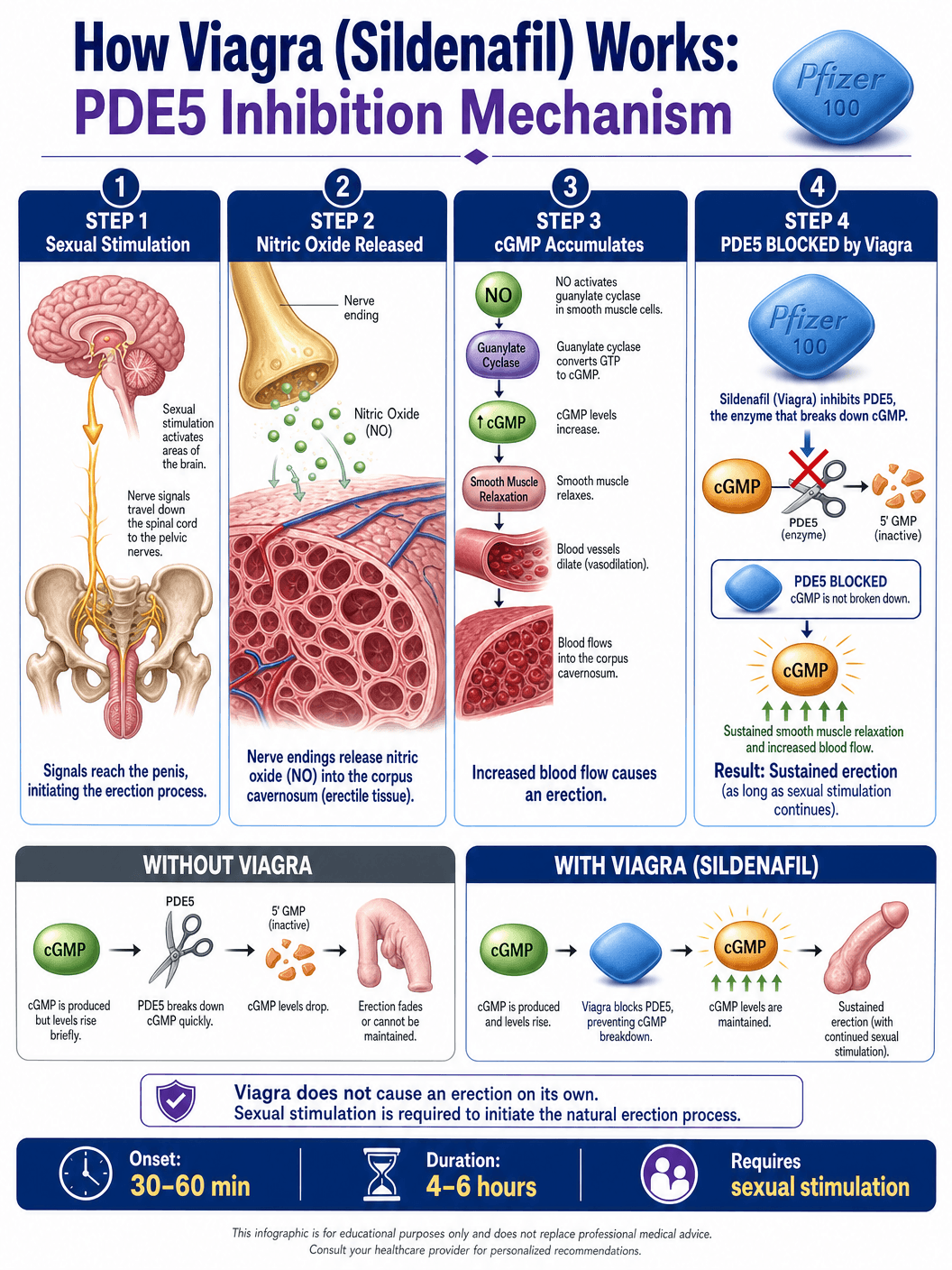 Viagra Mechanism of Action